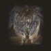 King Ov Wyrms The Womb Ov Borealis cover