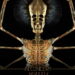 Tool European Tour 2024 poster